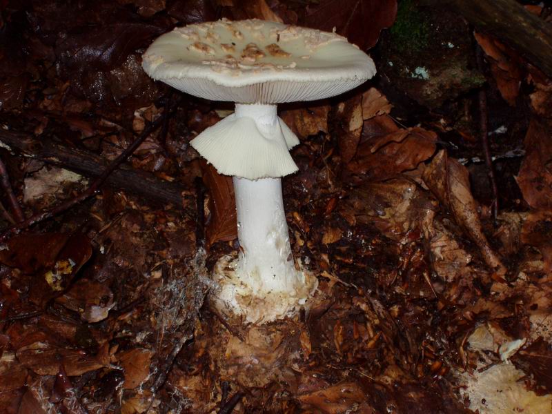 Amanita verna???
